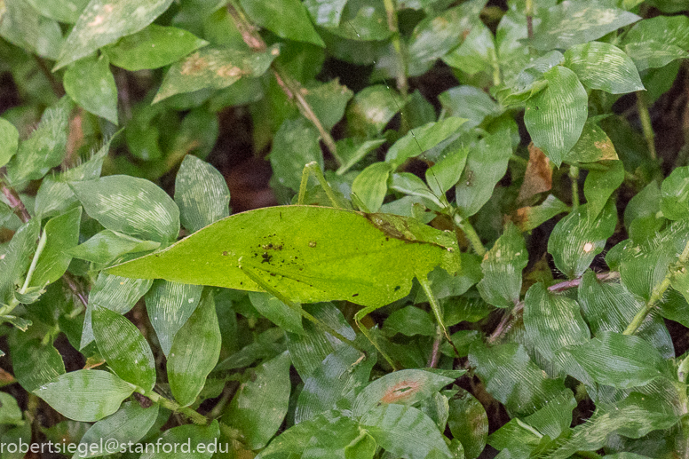 panama